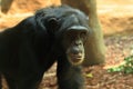 chimp monkey animal