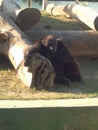 chimp monkey chimpanzee animal zoo