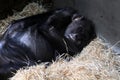 chimp monkey sleeping