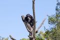 Chimp monkey on a tree over blue sky
