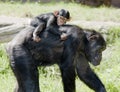 Chimp mother with baby on back
