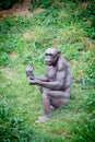 Chimp at Mysore Zoo Royalty Free Stock Photo