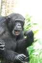 Chimp Playing an Air Guitar and Lip Synching