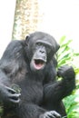 Chimp Playing an Air Guitar and Singing Along