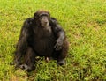 Chimp sitting on grass Royalty Free Stock Photo