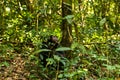 A chimp sitting on the ground in Kibale forest Royalty Free Stock Photo
