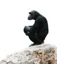 Chimp sitting on rock Royalty Free Stock Photo