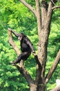 Chimp on tree