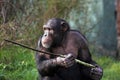 Chimp using a stick Royalty Free Stock Photo