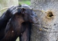 Chimp using tools Royalty Free Stock Photo