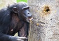 Chimp using tools