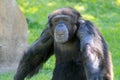 Chimp at zoo