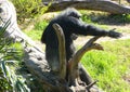 Chimp at the zoo pointing at his friends enjoying the sunlight