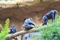 Chimpanzees in Loro Parque, Tenerife