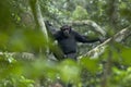 Chimpansee, Chimpanzee, Pan troglodytes Royalty Free Stock Photo