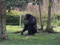 Chimpanze admiring nature, or should nature admire him? Royalty Free Stock Photo