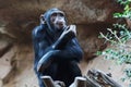 Chimpanze. Royalty Free Stock Photo