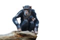 Chimpanze. Royalty Free Stock Photo