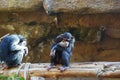 Chimpanze. Royalty Free Stock Photo