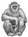 Chimpanze illustration, drawing, engraving, ink, line art, vector