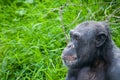 Chimpanze male on grass