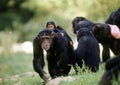 CHIMPANZE pan troglodytes