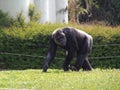 Chimpanze parading its beauty for those who want to see it.