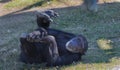 Chimpanze laying on back playing with foot