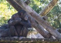 Chimpanze sitting and staring off in the distance Royalty Free Stock Photo