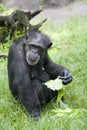 Chimpanzee Royalty Free Stock Photo