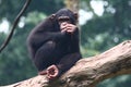 Chimpanzee Royalty Free Stock Photo