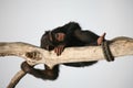 Chimpanzee Royalty Free Stock Photo