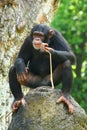 Chimpanzee Royalty Free Stock Photo