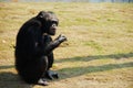 Chimpanzee Royalty Free Stock Photo