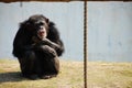 Chimpanzee Royalty Free Stock Photo