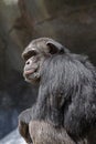 Chimpanzee Royalty Free Stock Photo