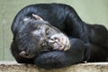 Chimpanzee Royalty Free Stock Photo