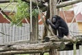 Chimpanzee