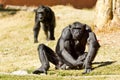 Chimpanzee Royalty Free Stock Photo