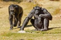 Chimpanzee Royalty Free Stock Photo