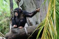 Chimpanzee