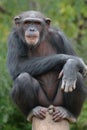 Chimpanzee