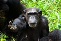 Chimpanzee Royalty Free Stock Photo