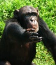 The chimpanzee