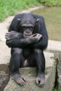 Chimpanzee Royalty Free Stock Photo