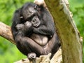 Chimpanzee Royalty Free Stock Photo