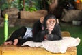 Chimpanzee is acting for portrait Royalty Free Stock Photo