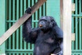 Chimpanzee - African monkey