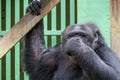 Chimpanzee - African monkey