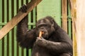 Chimpanzee - African monkey